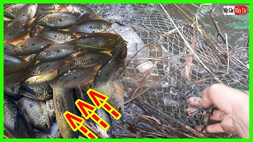 Bẫy Cá Kiểu Này DÍNH SẠCH CÁ SẶC, CUA ĐỒNG / Một Góc Miền Tây vlogs