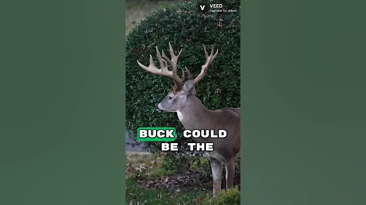 The “Hollywood” Buck #bucks #hunting #youtubeshorts