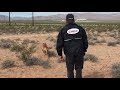 Master Hunt Test Practice - Malinois