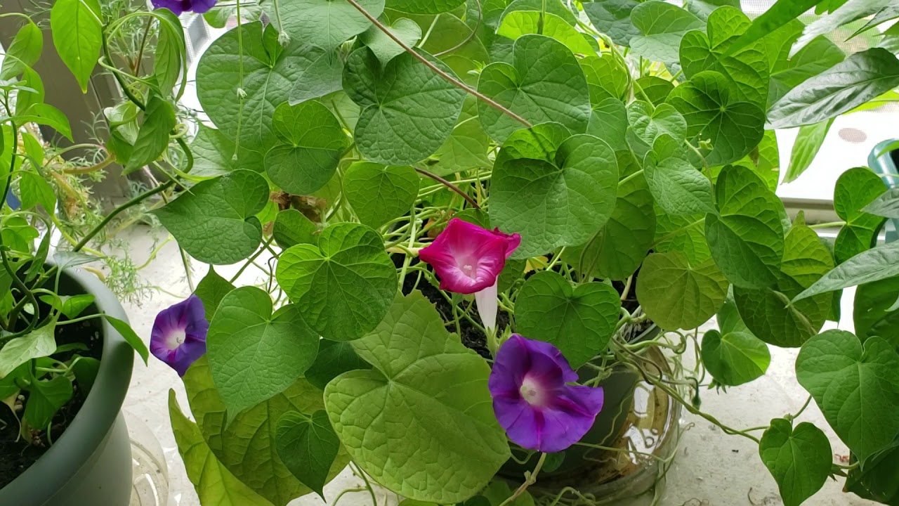 Indoor Plant Series|Pt2.|Morning Glory update, plus Pepper Progress