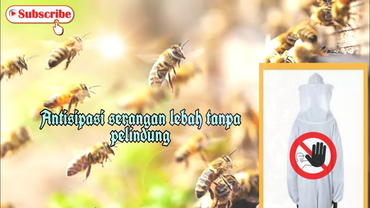 Teknik agar tidak disengat lebah madu untuk pemula | eps 3 