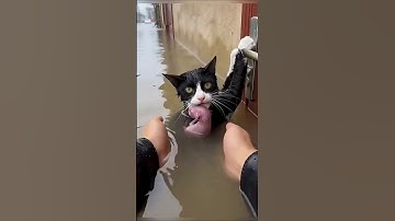 Exhausted Mother Cat Clings to Door Handle During Flood Until a Rescuer Saves Her and Her Kitten