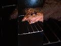 Schweinebauch aus dem Smoker