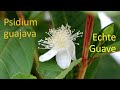 Psidium guayava  echte guave