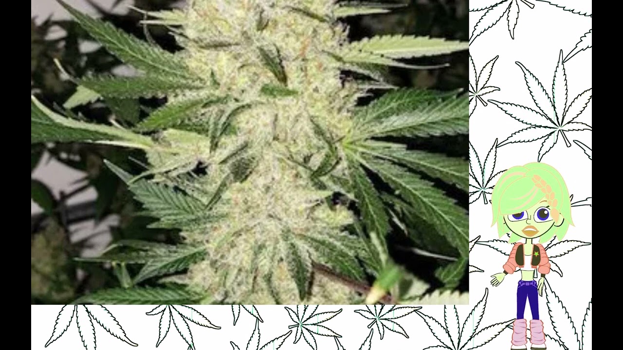 Super Lemon Haze   Ethos Genetics