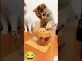 10 Tháng 6 2025 1 Superstar 1 đăng Ký Video Chó Mèo Hài Hước Clip Cats And Dogs Meme Funny 10 Tháng 6 2025 1 Superstar 1 đăng Ký Video Chó Mèo Hài Hước Clip Cats And Dogs Meme Funny