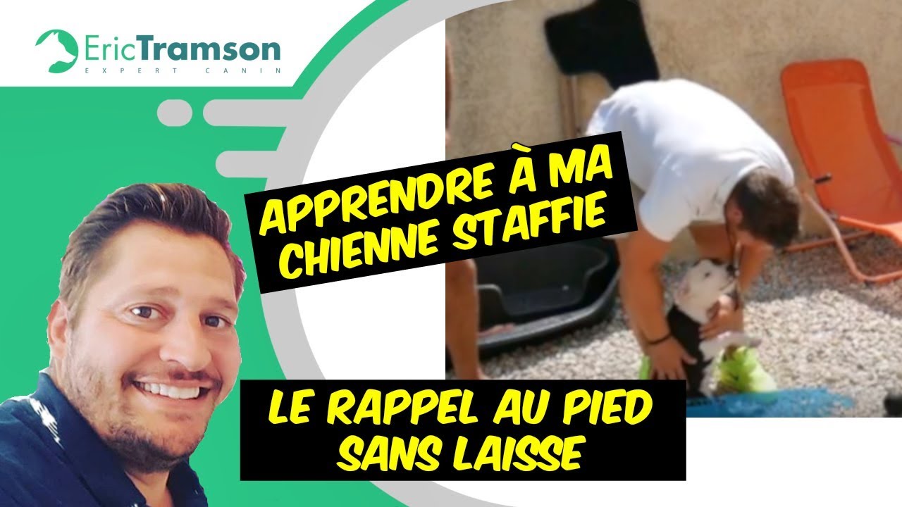 apprendre à ma chienne staffie le rappel au pied sans laisse - YouTube