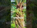 Harvest 1 oil palm bunches🌴🌴