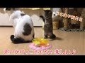 追いかけっこおもちゃでひたすら遊ぶはち♪の巻。うちの子28日目。【はちの成長記録#28】