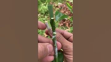 Video of grafting lemon branches onto grapefruit tree trunk