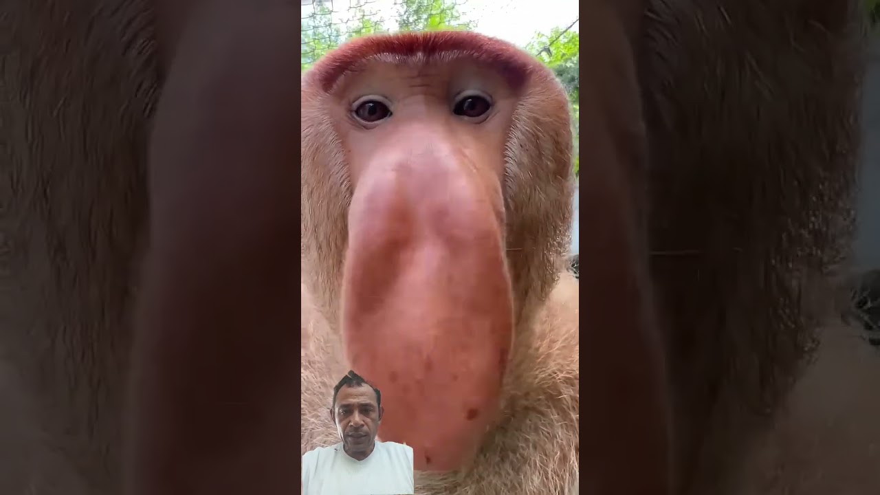 yang sabar ya monyet😱 