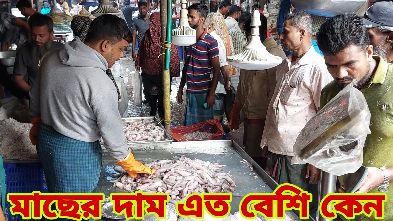 ভোটের আগে পাইকারি মাছের দাম কেমন? Jatrabari Wholesale Fish Market 11 February 2026 || My Life