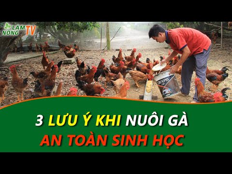 3 Lưu Ý Quan Trọng trong Chăn Nuôi Gà Thả Vườn theo Hướng An Toàn Sinh Học | Foci