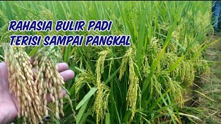 Cara Supaya Bulir Padi Terisi Penuh Sdanai Ke Pangkal