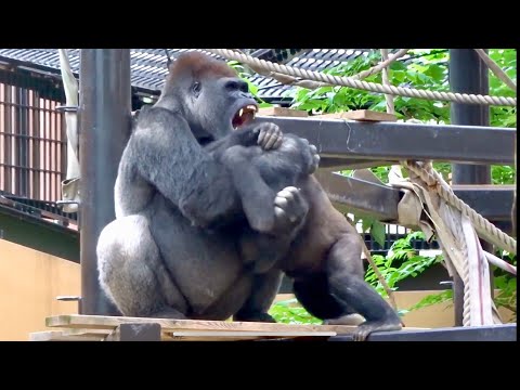 父に挑み続ける長男 2019 ⭐️ゴリラ gorilla【京都市動物園】Gentaro keeps challenging his father gorilla 2019