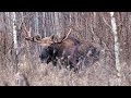 Охота на Лося на реву ( Moose hunting on the roar).