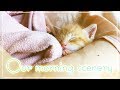 我が家の眠り子猫ちゃんたち♪【全然起きない22日目】〜Sleeping Cats〜