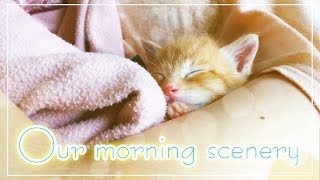 我が家の眠り子猫ちゃんたち♪【全然起きない22日目】〜Sleeping Cats〜