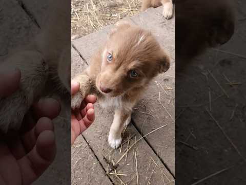 А мы уже лапку подаём! Щенки бездомной Герды.