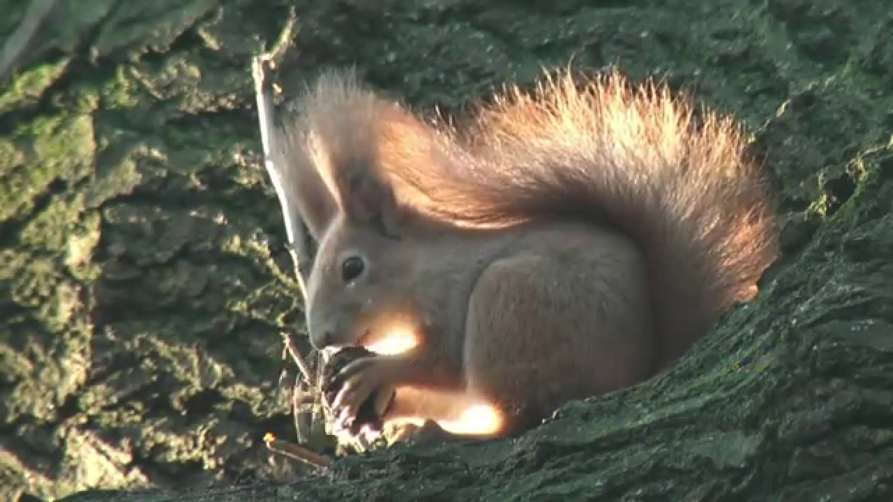 Fogyás mókus. Vörös farok – Mókusok a városban, Fogyókúrás mókus