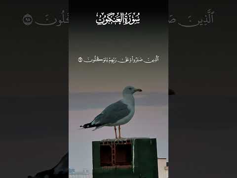 صبر يثب ت وتوك ل يطمئن ومن جمعهما لم ي ض ع     