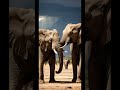 Słoń – zwierzę o doskonałej pamięci! 🧠🐘