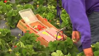 Ffva Michelle Williamson