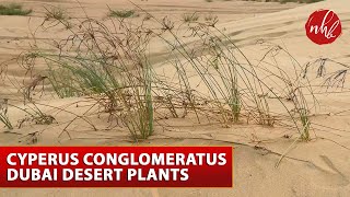 Desert Plants Cyperus Conglomeratus Rottb The Essential Desert Plant Of The Uae