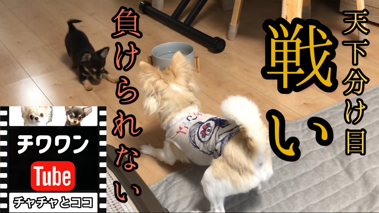 縄張り争い 姉妹チワワの本気の喧嘩 犬だって譲れない時はある 天下分け目の戦い Youtube