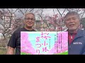 桜小路まつり北中城村石平2026年2月1日