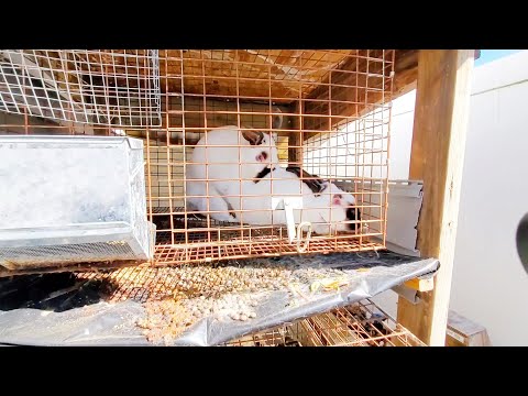 Video: Keeping Backyard Bunnies: cómo criar conejos en tu patio trasero