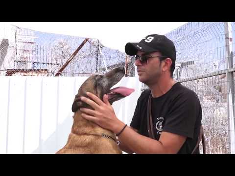 Video: Znáte Správnou Etiketu Pro Služební Psy?