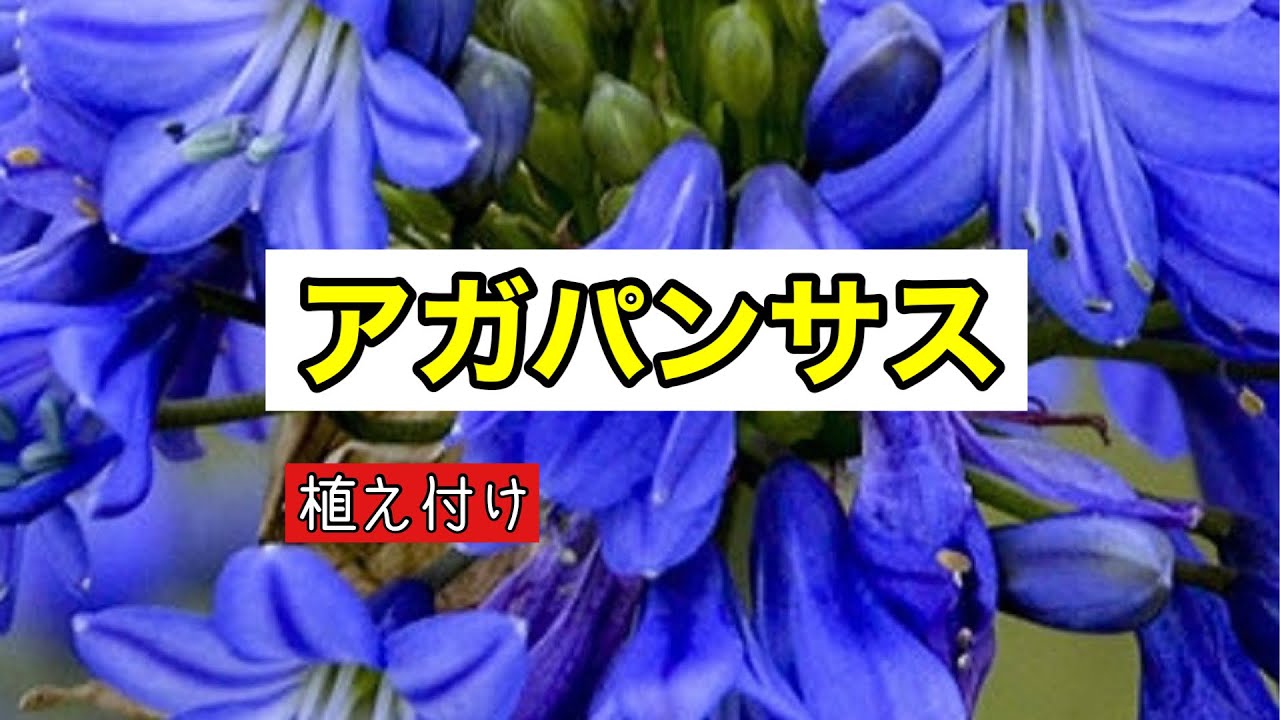 アガパンサスの植え付け 美しい立ち姿の花 株分けしてもらいました Youtube
