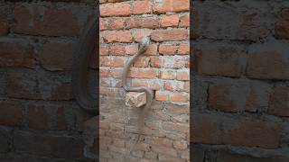घर में धूप ले रहे सांप को अद्भुत तरीके से पकड़ा बिहारी फौजी #ytshorts #Shorts #viral