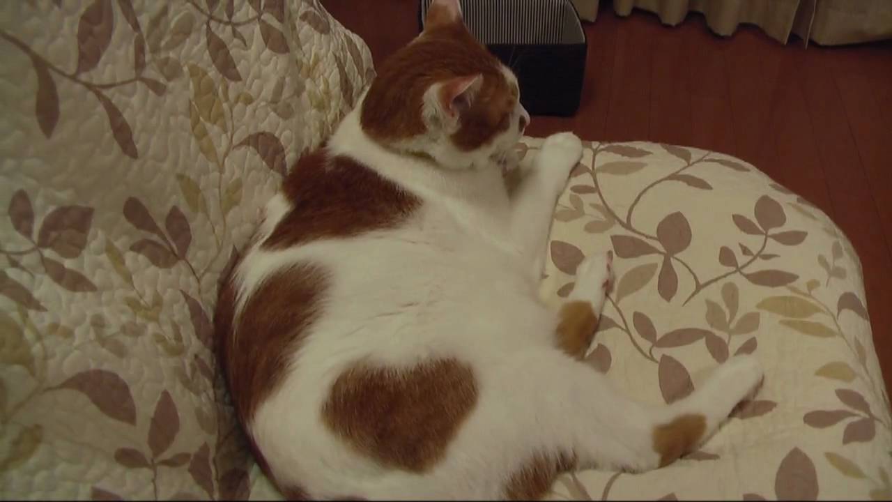 3つのハートの ハート猫 Triple Heart Of My Cat Youtube