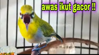 Pleci Buxtoni Gacor Ngalas Ngecir Memanggil Lawan