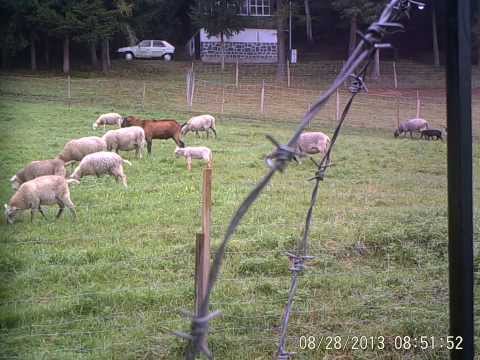 Video: A Ovce Se Krmí
