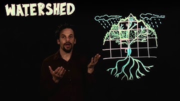 How Trees Affect the Watershed