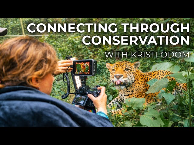 Wildlife Conservation Through Photography with Kristi Odom class=
