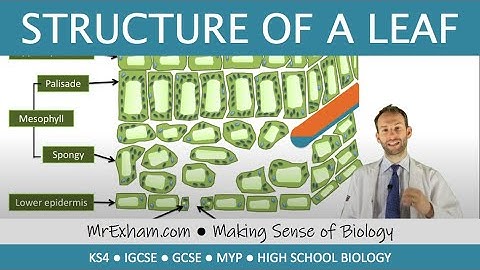 Structure of a leaf - GCSE Biology (9-1)