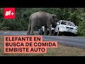 Elefante hambriento embiste auto en busca de comida - N+
