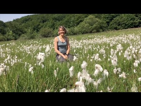 Vidéo: Linaigrette Eriophorum : informations sur la linaigrette commune