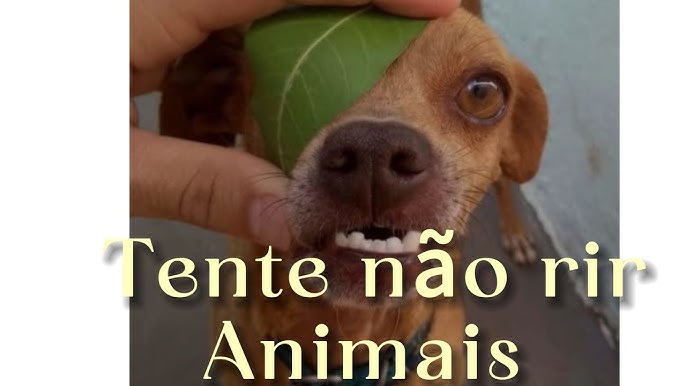 10.000+ melhores vídeos de Animais Engraçados · Download 100