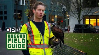 Urban Falconry in Portland | Challenges with winter crow migrations in cities | Oregon Field Guide