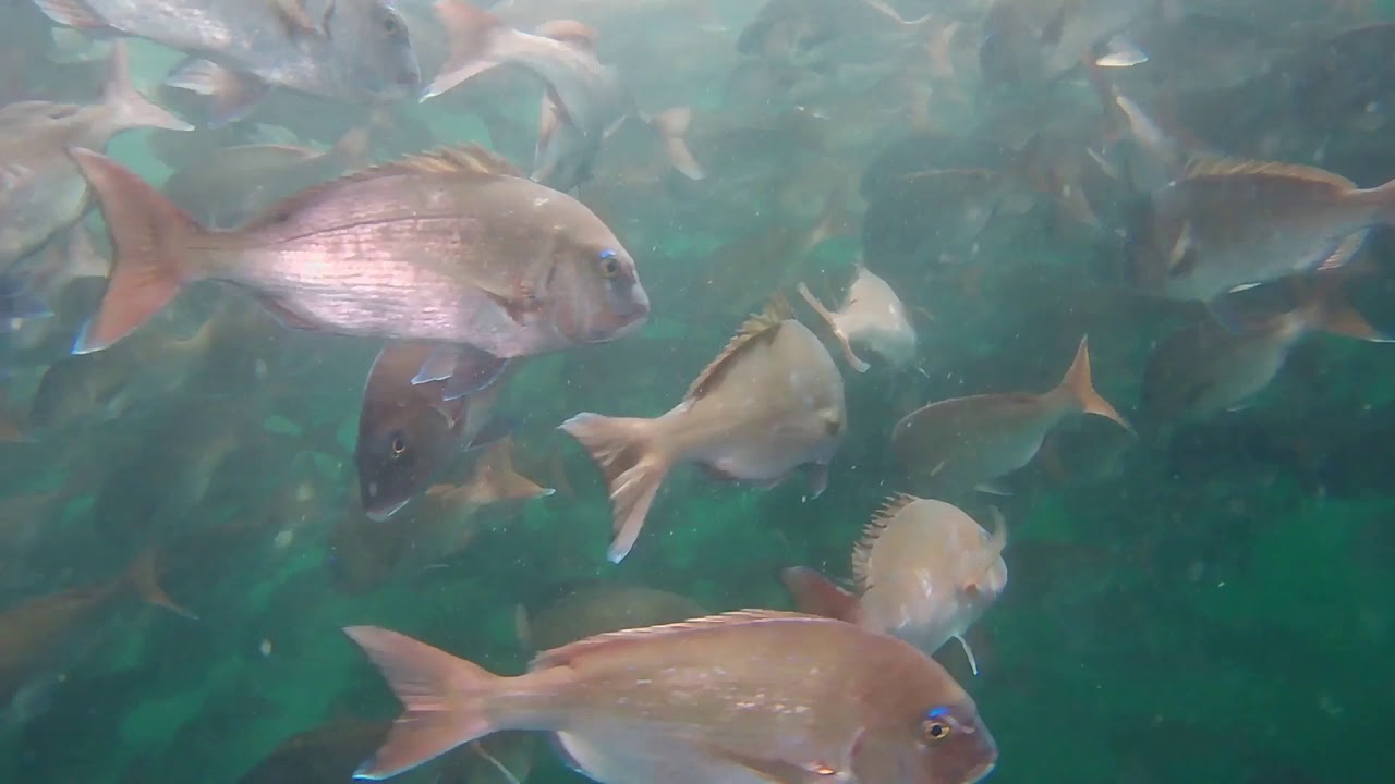 カネキ水産 カネキ印の来島鯛