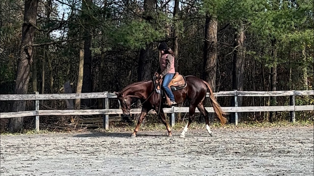 2019 APHA/NSBA Overo Mare For Sale YouTube