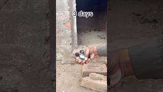 aseel chicks growth 3 days to 1 year #aseellovers #aseelmurga