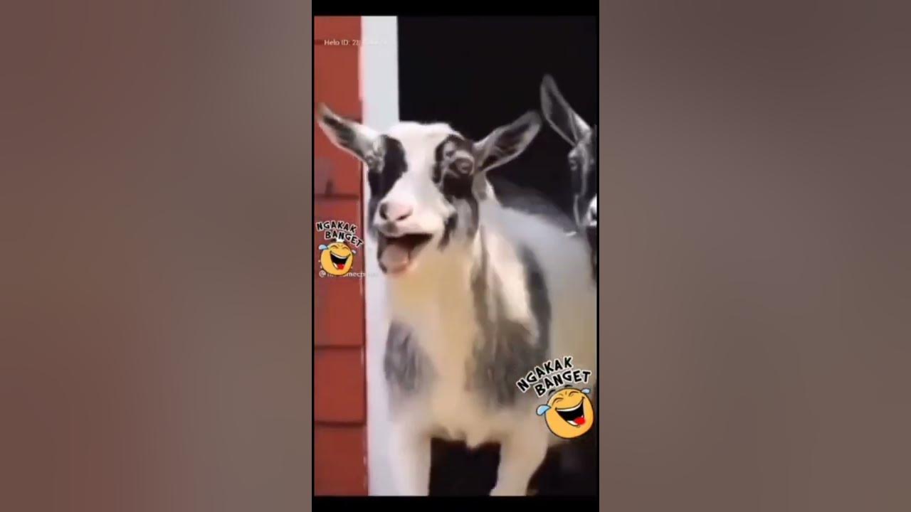 laughing goat viral Shorts YouTube