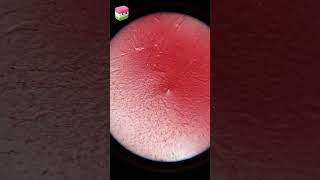 Jelly Candy | AI Microscope View