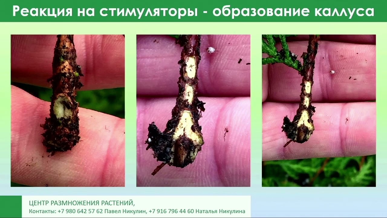 Павел Никулин – Черенкование хвойных. Часть 2